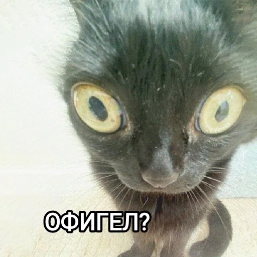 😾 Стикер «Funny animals - Loinyre» для Telegram