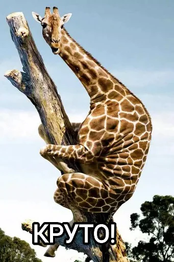 👌 Стикер «Funny animals - Loinyre» для Telegram