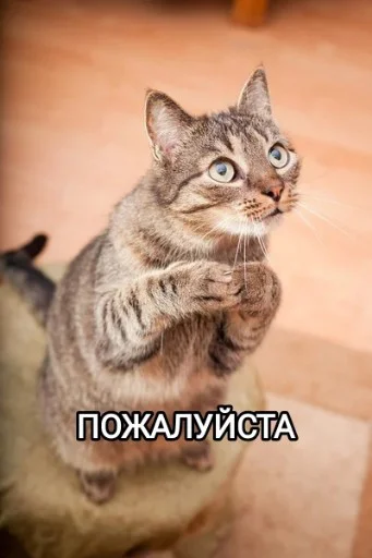 🙏 Стикер «Funny animals - Loinyre» для Telegram