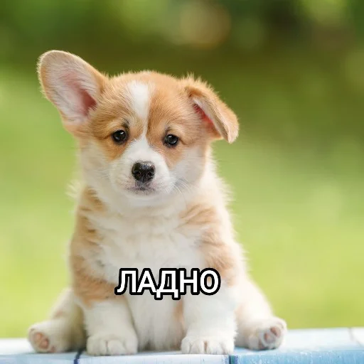 😑 Стикер «Funny animals - Loinyre» для Telegram