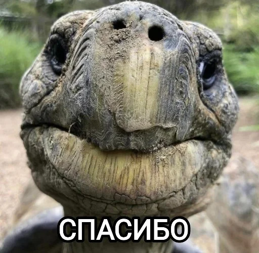 😌 Стикер «Funny animals - Loinyre» для Telegram