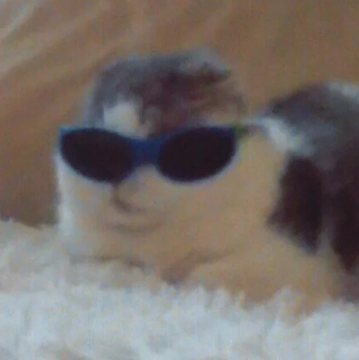 😐 Стикер «Funny Animals 3» для Telegram