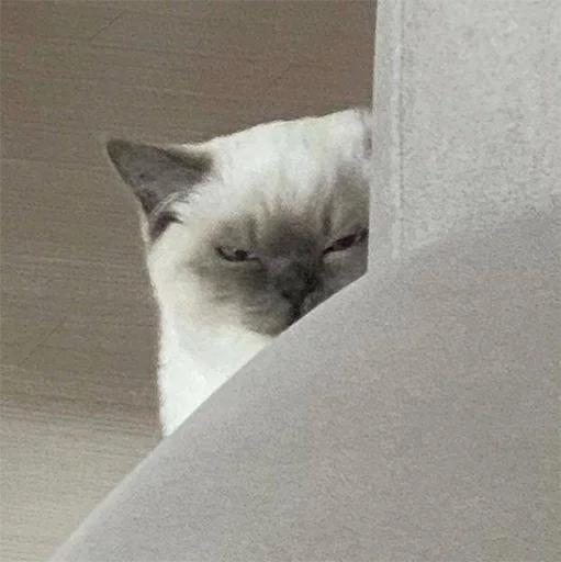 🤨 Стикер «Funny Animals 3» для Telegram