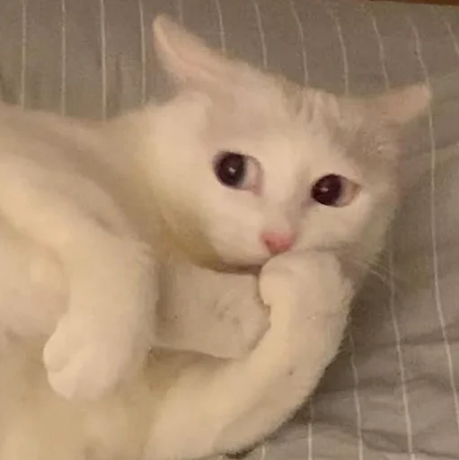 🤭 Стикер «Funny Animals 3» для Telegram