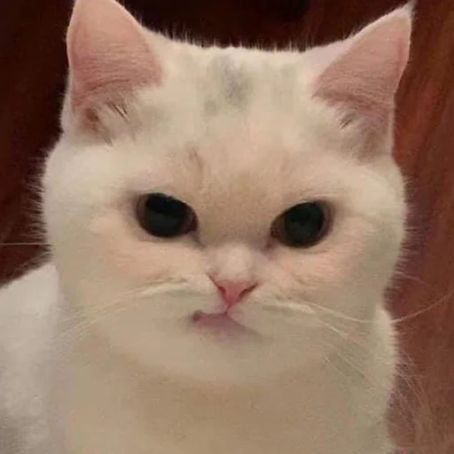 😏 Стикер «Funny Animals 3» для Telegram