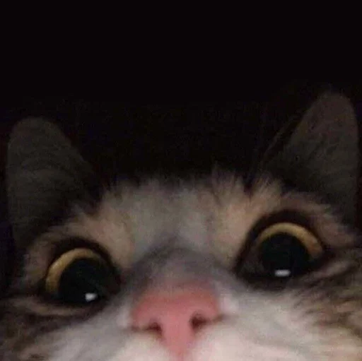 😳 Стикер «Funny Animals 3» для Telegram