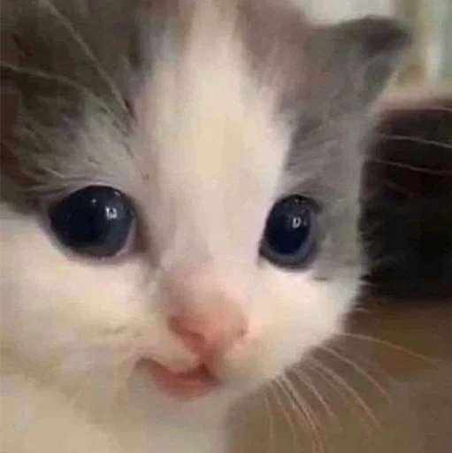 Стикерпак Funny Animals 3 для Telegram — скачать