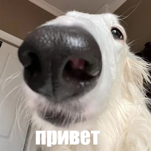 👋 Стикер «longnose style» для Telegram
