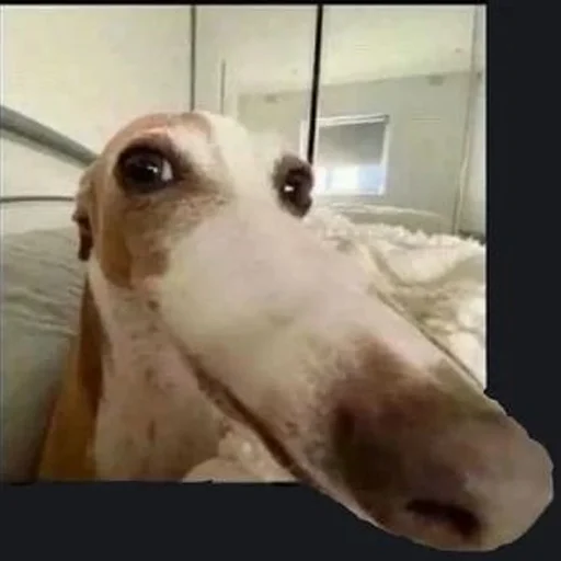 👀 Стикер «longnose style» для Telegram