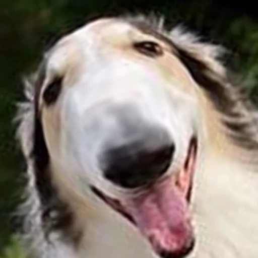 😂 Стикер «longnose style» для Telegram
