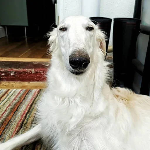 😑 Стикер «longnose style» для Telegram
