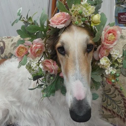 🌸 Стикер «longnose style» для Telegram