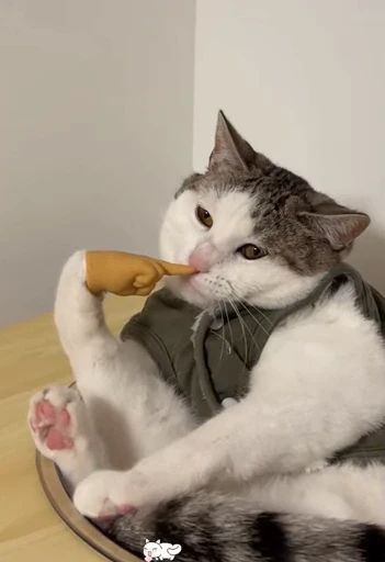 🤩 Стикер «Looonly cats» для Telegram