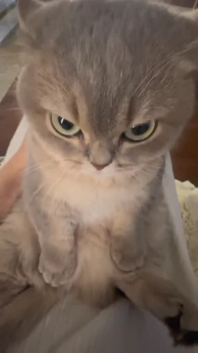 😠 Стикер «Looonly cats» для Telegram