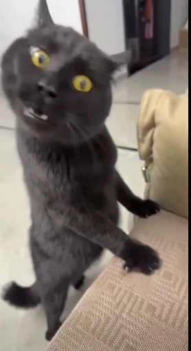 🤩 Стикер «Looonly cats» для Telegram