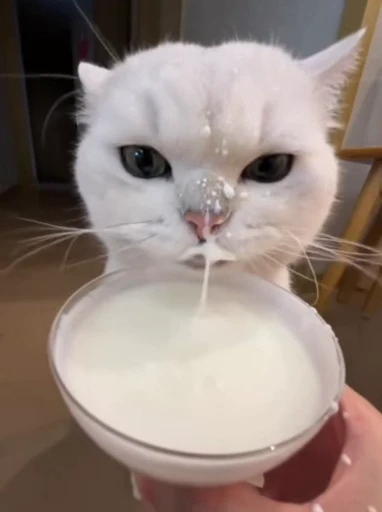 🤩 Стикер «Looonly cats» для Telegram