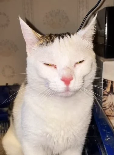 😗 Стикер «Looonly cats» для Telegram