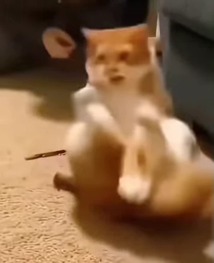 😬 Стикер «Looonly cats» для Telegram