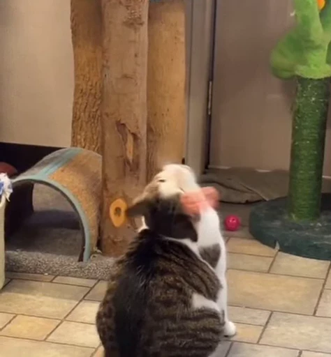 🤩 Стикер «Looonly cats» для Telegram