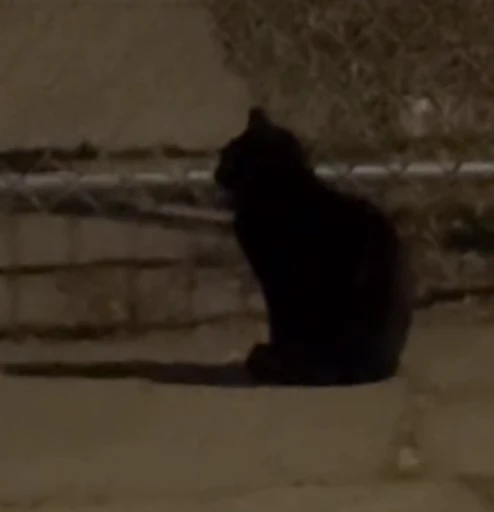 💀 Стикер «Looonly cats» для Telegram