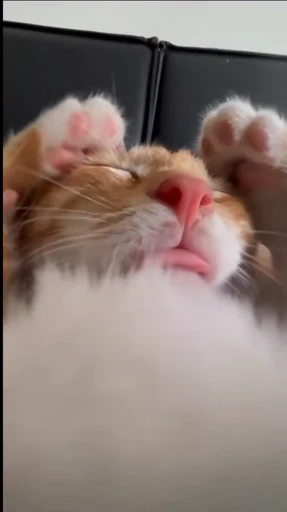 🤩 Стикер «Looonly cats» для Telegram