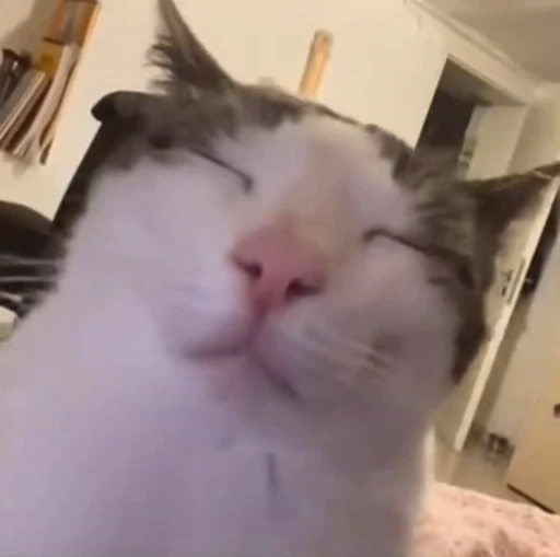 🤤 Стикер «Looonly cats» для Telegram