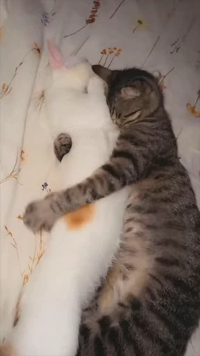 🤩 Стикер «Looonly cats» для Telegram