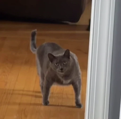 🤩 Стикер «Looonly cats» для Telegram