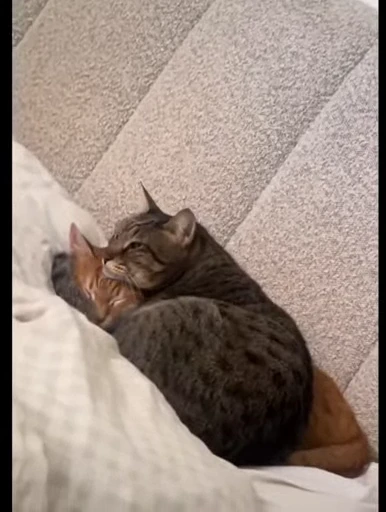 🤩 Стикер «Looonly cats» для Telegram