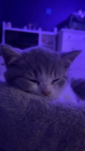 🥱 Стикер «Looonly cats» для Telegram