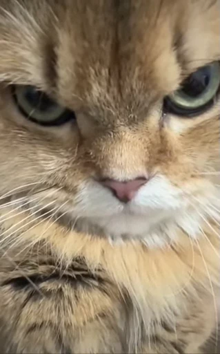 🤩 Стикер «Looonly cats» для Telegram