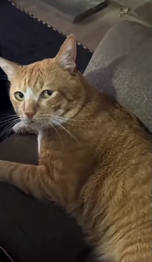🤩 Стикер «Looonly cats» для Telegram
