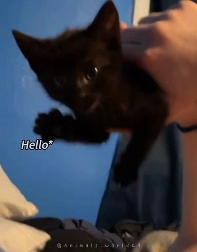 👋 Стикер «Looonly cats» для Telegram