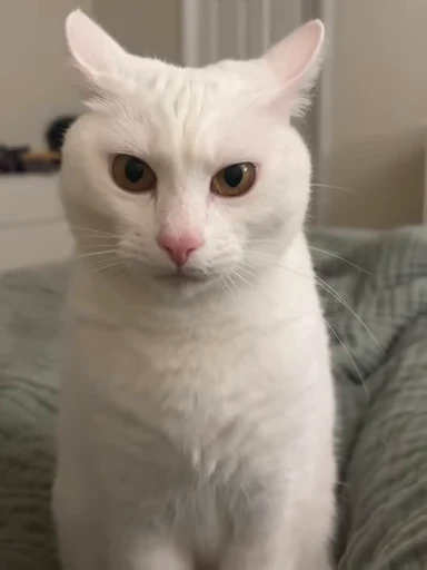 😾 Стикер «Looonly cats» для Telegram