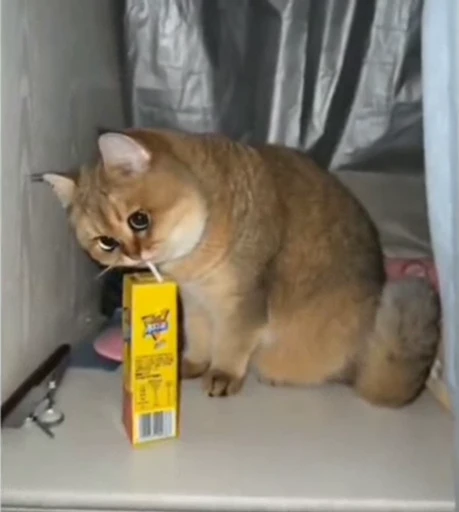 🤩 Стикер «Looonly cats» для Telegram