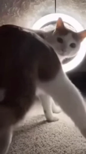 🤩 Стикер «Looonly cats» для Telegram