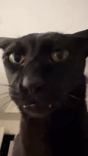 💀 Стикер «Looonly cats» для Telegram
