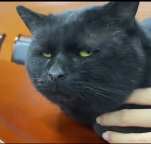 💀 Стикер «Looonly cats» для Telegram