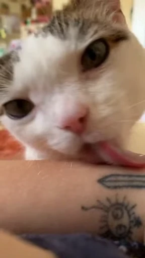 😝 Стикер «Looonly cats» для Telegram