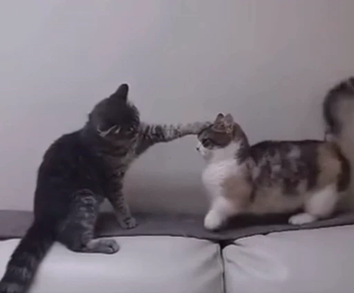 💀 Стикер «Looonly cats» для Telegram
