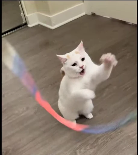 🤩 Стикер «Looonly cats» для Telegram