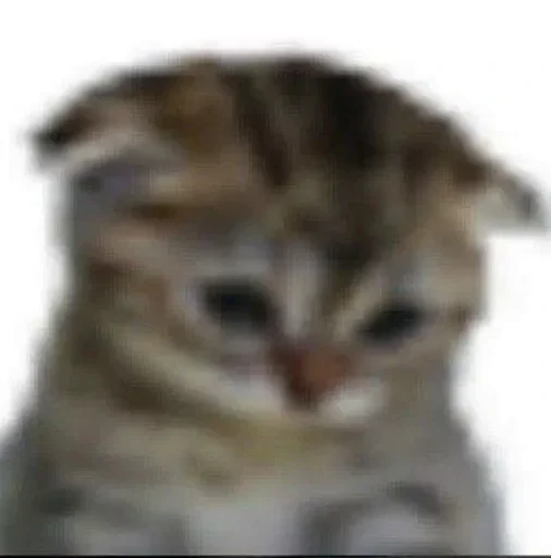 😞 Стикер «Cats memes» для Telegram