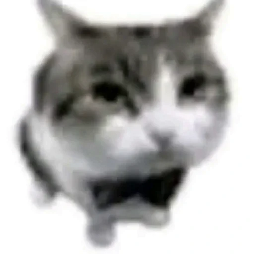 Стикерпак Cats memes для Telegram — скачать