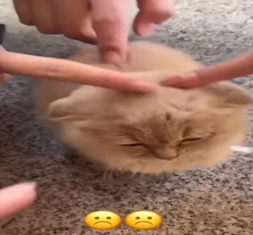 😔 Стикер «Cats memes» для Telegram