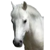 🤩 Эмодзи «Лошади Tg» для Telegram