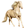 🤩 Эмодзи «Лошади Tg» для Telegram