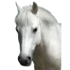 🤩 Эмодзи «Лошади» для Telegram