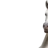 🤩 Эмодзи «Лошади» для Telegram