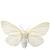 🦋 Эмодзи «Ideology» для Telegram