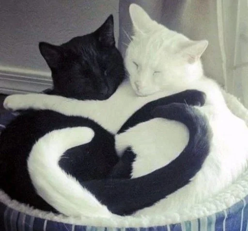 Стикерпак Love cats для Telegram — скачать